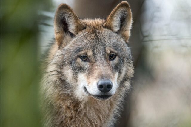 Ein Wolf (Canis Lupus Lupus), aufgenommen in einem Gehege des Biotopwildpark Anholter Schweiz bei Isselburg im äußersten Westen des Münsterlandes.