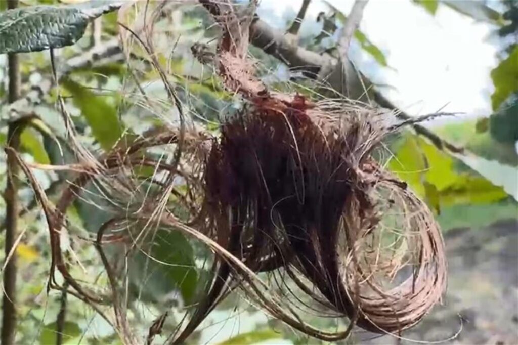 Ein blutverschmiertes Haarbüschel hängt in einem Busch am Fundort der Leichen an einem Maisfeld in Gronau-Epe. Ein blutverschmiertes Haarbüschel hängt in einem Busch am Fundort der Leichen an einem Maisfeld in Gronau-Epe.