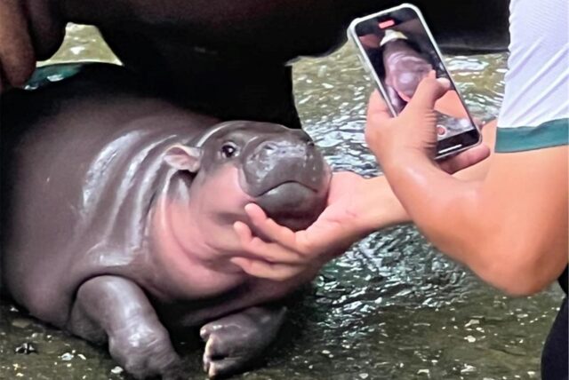 Das zwei Monate alte Zwergflusspferd Moo Deng mit seinem Pfleger im Khao Kheow Open Zoo. Das süße Hippo-Mädchen ist in Thailand und anderen Ländern Asiens wegen seiner lustigen Grimassen zu einer Internet-Sensation geworden. Die Besucherzahlen des Zoos haben sich seit seiner Geburt im Juli verdoppelt.