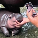Das zwei Monate alte Zwergflusspferd Moo Deng mit seinem Pfleger im Khao Kheow Open Zoo. Das süße Hippo-Mädchen ist in Thailand und anderen Ländern Asiens wegen seiner lustigen Grimassen zu einer Internet-Sensation geworden. Die Besucherzahlen des Zoos haben sich seit seiner Geburt im Juli verdoppelt.