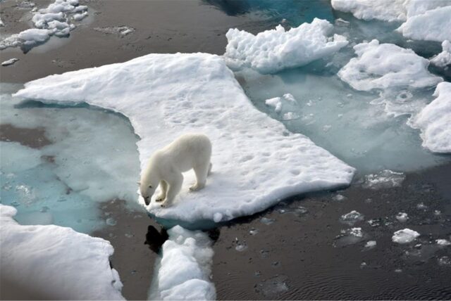 Ein Eisbär steht im Nordpolarmeer auf einer Eisscholle.