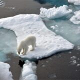 Ein Eisbär steht im Nordpolarmeer auf einer Eisscholle.