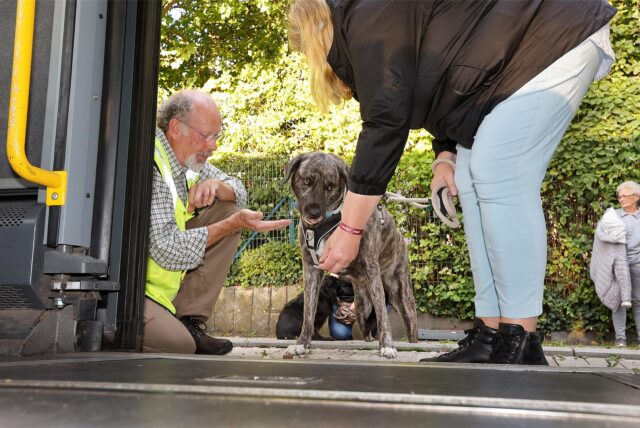 Hundetrainer Ernst Schnübbe zeigt den Menschen, wie sie auch ängstliche Hunde in den Bus bekommen.