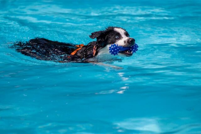 Ein Hund schwimmt in einem Pool, im Maul einen Gummiknochen bei der Party und Verleihung der „German Petfluencer Awards“. (zu dpa: «Bahn frei für Hunde zum Saisonende in NRWs Freibädern»)