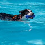 Ein Hund schwimmt in einem Pool, im Maul einen Gummiknochen bei der Party und Verleihung der „German Petfluencer Awards“. (zu dpa: «Bahn frei für Hunde zum Saisonende in NRWs Freibädern»)