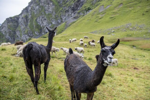 Mehrere Lamas im Vordergrund und viele Schafe im Hintergrund (Symbolbild).