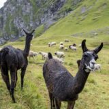 Mehrere Lamas im Vordergrund und viele Schafe im Hintergrund (Symbolbild).