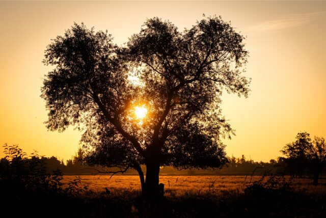 Die Sonne geht hinter einem Baum auf.