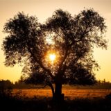 Die Sonne geht hinter einem Baum auf.