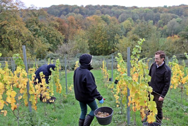 Menschen bei der Weinlese