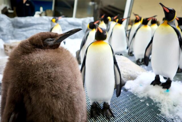 Auf diesem Foto von Sea Life Melbourne mischt sich Pesto, ein riesiges Königspinguinküken, das so viel wiegt wie seine beiden Eltern zusammen, am 3. September 2024 in seinem Gehege im australischen Sea Life Melbourne Aquarium unter seine Artgenossen und ist zu einer Berühmtheit in den sozialen Medien geworden und eine Hauptattraktion im Aquarium.