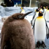 Auf diesem Foto von Sea Life Melbourne mischt sich Pesto, ein riesiges Königspinguinküken, das so viel wiegt wie seine beiden Eltern zusammen, am 3. September 2024 in seinem Gehege im australischen Sea Life Melbourne Aquarium unter seine Artgenossen und ist zu einer Berühmtheit in den sozialen Medien geworden und eine Hauptattraktion im Aquarium.