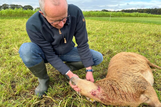 Benedikt Hüttemann in Schermbeck im Westmünsterland mit einem Schaf, das von einem Wolf gebissen worden ist.