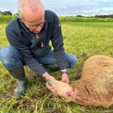 Benedikt Hüttemann in Schermbeck im Westmünsterland mit einem Schaf, das von einem Wolf gebissen worden ist.