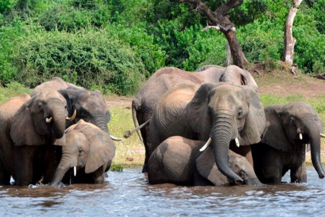 Elefanten trinken Wasser im Chobe-Nationalpark.