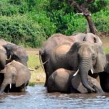 Elefanten trinken Wasser im Chobe-Nationalpark.