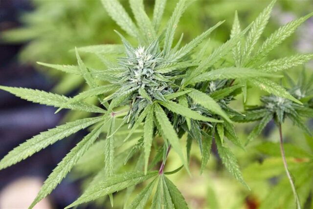 Eine Cannabispflanze, aufgenommen beim Erntefest des Cannabis Social Club Hamburg in einem Gewächshaus.