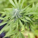 Eine Cannabispflanze, aufgenommen beim Erntefest des Cannabis Social Club Hamburg in einem Gewächshaus.