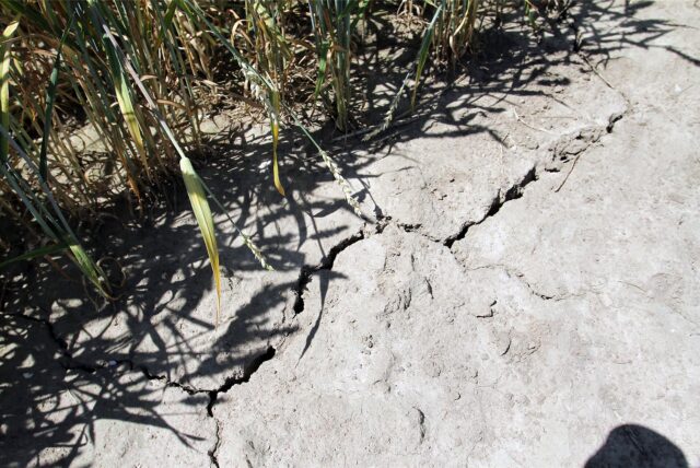 Trotz Hitzeperioden und Klimawandel soll die Wasserversorgung in Ascheberg und Herbern sicher sein.