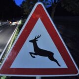 Ein Auto fährt an einem Warnschild für Wildwechsel vorbei.