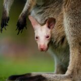 Das Foto zeigt das Albino-Wallaby Olaf im Beutel seiner Mutter.