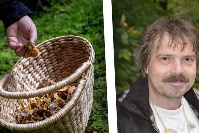Montage aus einem Korb mit Pilzen und Dr. Jens Wöllecke von der AGON Schwerte