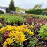 Auf dem Dach einer Garage wachsen kleine Pflanzen mit gelben Blättern und gelben Blüten