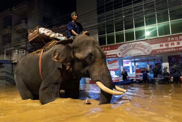 Ein Mönch reitet auf einem Elefanten durch Hochwasser, um Bewohnern in der thailändischen Provinz Chiang Mai Hilfsgüter zu bringen.