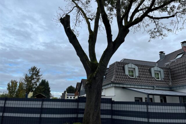 Am Flemerskamp in Husen  soll jemand diese 100-jährige Esche nachhaltig mit Pflanzengift zerstört haben.