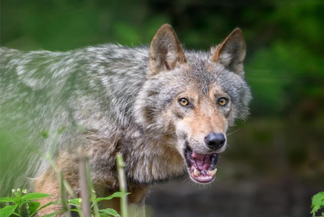Ein Wolf sprang über einen 140 cm hohen Elektro-Zaun im Wolfsgebiet Schermbeck.