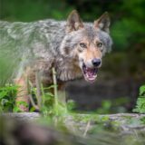 Ein Wolf sprang über einen 140 cm hohen Elektro-Zaun im Wolfsgebiet Schermbeck.