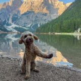 Goldendoodle Lou sitzt auf zwei Beinen vor einem See in Südtirol. Berge sind im Hintergrund zu sehen.