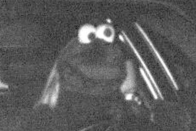 Ein mobiler Blitzer der Polizei Dortmund hat auf der A45 bei Dortmund ein etwas anderes Foto geschossen: Eine Person mit lustigem Kostümkopf sitzt am Steuer. Die Verkleidung erinnert laut Polizei an eine Figur aus der Muppetshow oder der Sesamstraße.