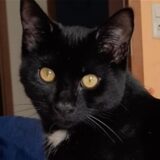 Eine schwarz-weiße Katze