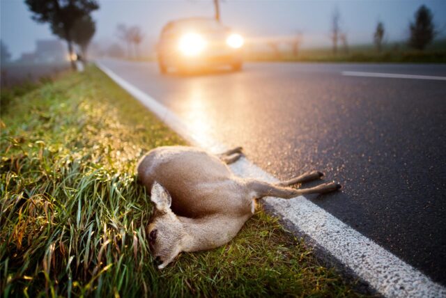 Ein totes Reh liegt nach der Kollision mit einem Auto am Straßenrand einer Landstraße.