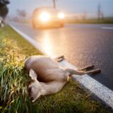 Ein totes Reh liegt nach der Kollision mit einem Auto am Straßenrand einer Landstraße.
