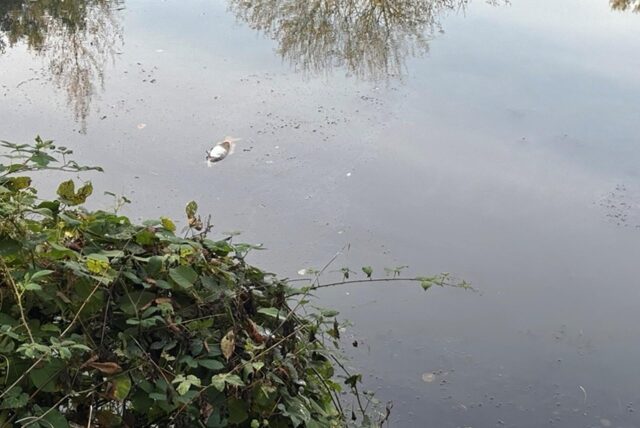 Ein toter Fisch im Wasser