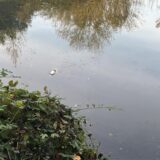 Ein toter Fisch im Wasser