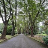 Blick auf einen Weg auf dem Südfriedhof in Dortmund.