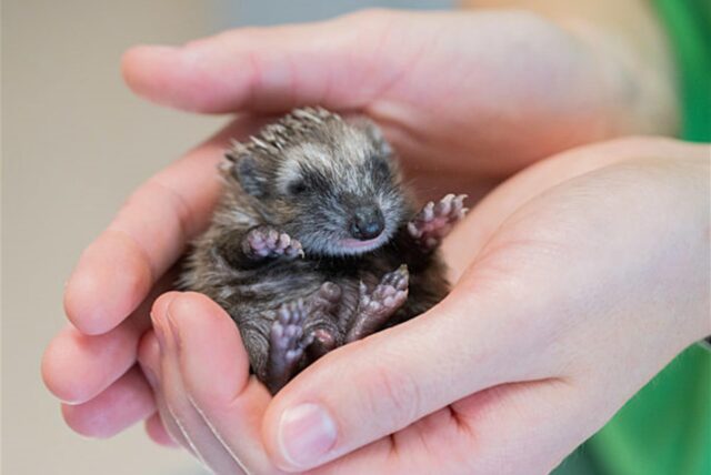 Baby-Igel in einer Hand (Symbolbild).
