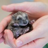 Baby-Igel in einer Hand (Symbolbild).