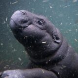 Toni, das kleine Zwergflusspferd aus dem Zoo Berlin, unternimmt ihren ersten Tauchgang vor Publikum im tieferen Becken der Innenanlage der Hippo Bay im Zoo.