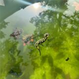 Ein Salamander schwimmt in einem Teich.