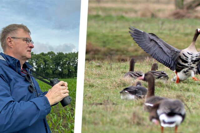 Der Ornithologe Klaus Nowack und eine Gruppe Blässgänse.