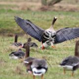 Der Ornithologe Klaus Nowack und eine Gruppe Blässgänse.