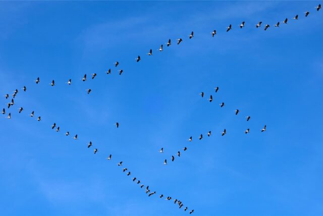 Im Formationsflug ziehen die Kraniche Richtung Süden.