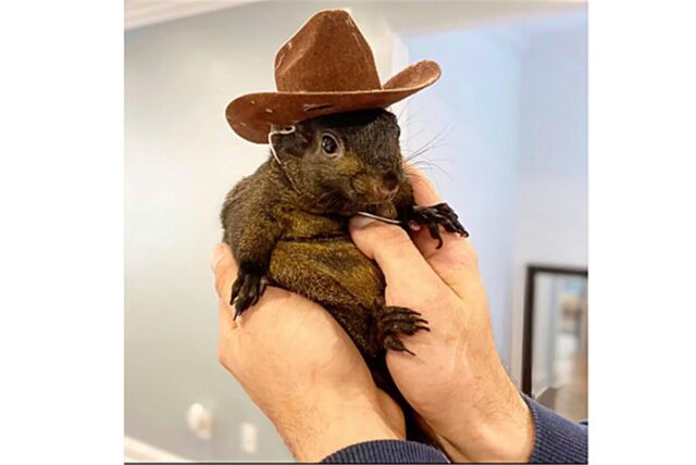 Dieses undatierte Bild, das von Mark Longo zur Verfügung gestellt wurde, zeigt sein Eichhörnchen Peanut. Das Eichhörnchen wurde von Beamten des State Department of Environmental Conservation beschlagnahmt.