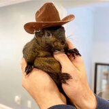 Dieses undatierte Bild, das von Mark Longo zur Verfügung gestellt wurde, zeigt sein Eichhörnchen Peanut. Das Eichhörnchen wurde von Beamten des State Department of Environmental Conservation beschlagnahmt.