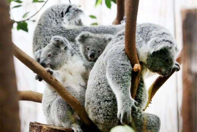Vier Koalas sitzen auf einem Ast.