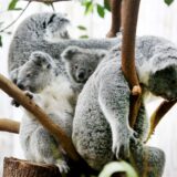 Koala-Baby Eerin (M) sitzt mit Brüderchen Tarni (l) und den Müttern Eova (hinten l) und Gooni in einer Astgabel.